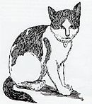 Nansen the cat