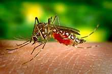 220px-Aedes_aegypti_bloodfeeding_CDC_Gathany