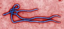 220px-Ebola_virus_virion