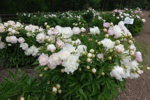 Peony gardens