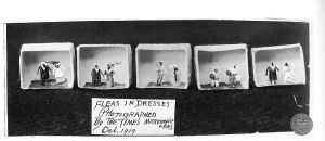 800px-Fleas_in_dresses_at_Ye_Olde_Curiosity_Shop