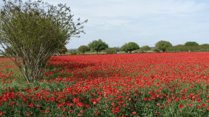 Poppy field