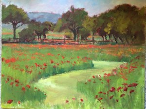 Shortliffe poppies
