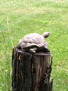 Tortise on post